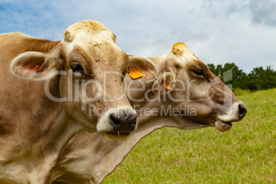 Aubrac cows