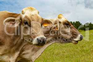 Aubrac cows