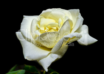 Flower of a white rose