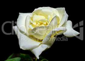 Flower of a white rose