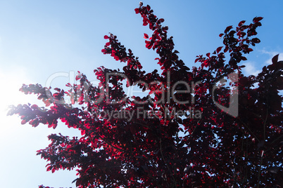 Red Prunus with sun light and blue sky background.