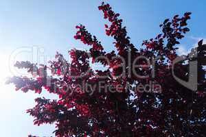 Red Prunus with sun light and blue sky background.