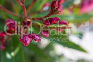 Close-up of red Nerium Oleander buds.