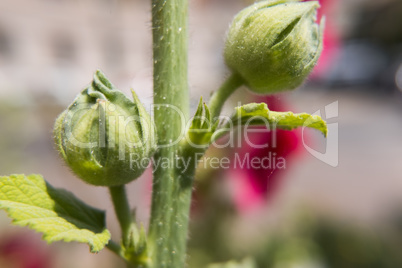 Hibiscus flower blossoming.