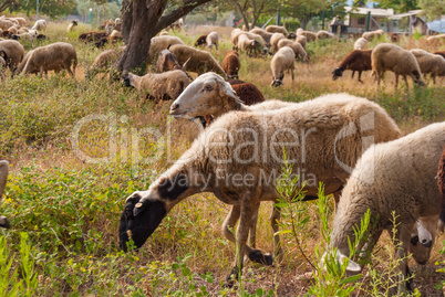 sheep graze under olive trees in a small village in Greece
