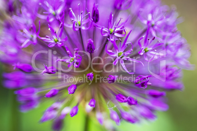 blossoming decorative bow Allium albopilosum spring