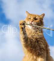 adult red cat playing with a stick