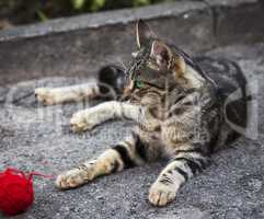 young gray tabby cat lying on the street and looking away