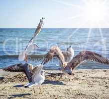 flock of white sea gulls on the sandy shore of the Black Sea