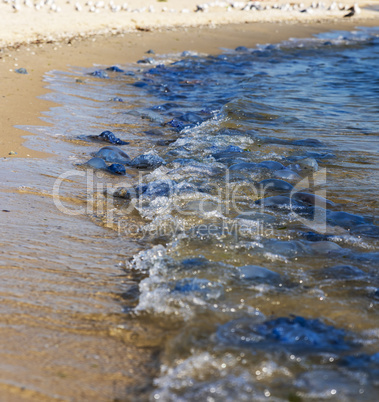 dead and living jellyfish on the Black Sea shore