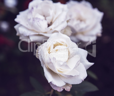 blooming white roses in the garden