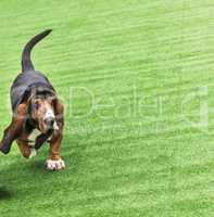 Running adult brown dog Basset Hound on a green covering