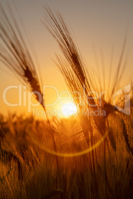 Ears of Wheat or Barley at Golden Sunset or Sunrise