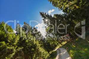 Waldweg im Fichtelgebirge Wald Freizeit Wandern