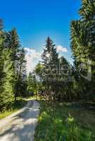 Waldweg im Fichtelgebirge Wald Freizeit Wandern