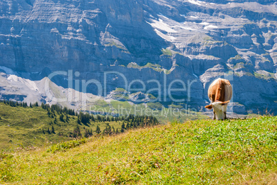 A cow on a mountain pasture in the Swiss Alps