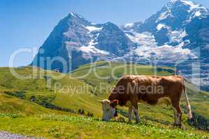 Cow on a mountain pasture on the background of Eiger peak. Grindelwald Bernese Alps Switzerland Europe