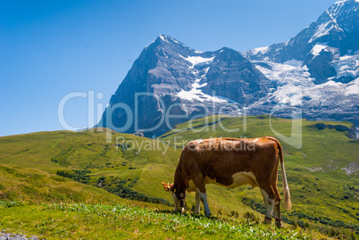 Cow on a mountain pasture on the background of Eiger peak. Grindelwald Bernese Alps Switzerland Europe