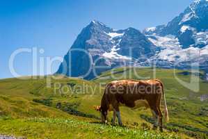 Cow on a mountain pasture on the background of Eiger peak. Grindelwald Bernese Alps Switzerland Europe