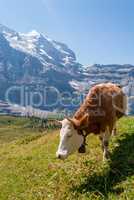 A cow on a mountain pasture in the Swiss Alps