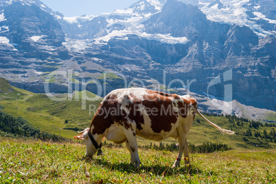 A cow on a mountain pasture in the Swiss Alps