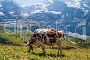 A cow on a mountain pasture in the Swiss Alps