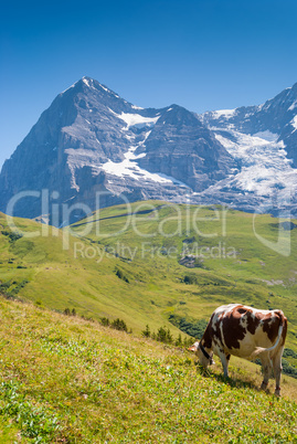 Cow on a mountain pasture on the background of Eiger peak. Grindelwald Bernese Alps Switzerland Europe