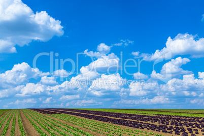 salad field on a sunny day