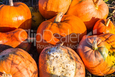 many orange pumpkins harvested