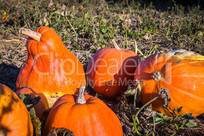 some fresh harvested pumpkins on the field