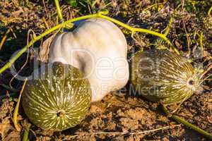 green and white pumpkins