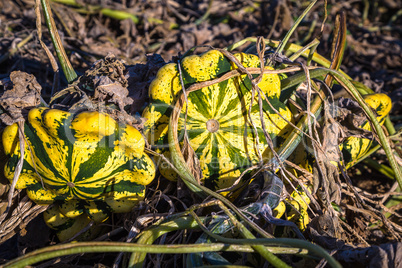 funny pumpkins growing on the field