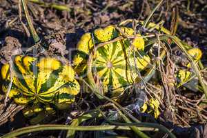 funny pumpkins growing on the field