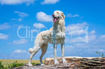 tall white dog enjoys the view