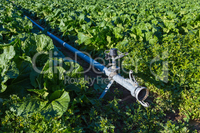 irrigation pipe in a green field