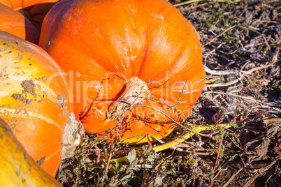 detail of fresh harvested pumpkins