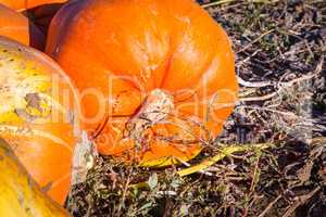 detail of fresh harvested pumpkins