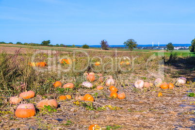 field full of pumpkins