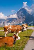 Cow on a mountain pasture on the background of Eiger peak. Grindelwald Bernese Alps Switzerland Europe