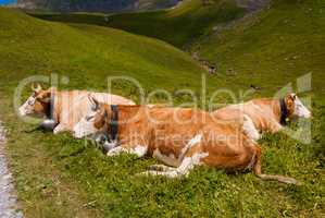 Cows grazing on meadow with mountains in the background. Grindelwald, Bernese Alps, Switzerland Europe