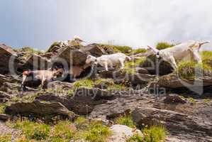 a herd of goats on a steep rocky slope. Grindelwald, Switzerland