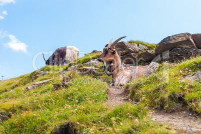 a herd of goats on a steep rocky slope. Grindelwald, Switzerland