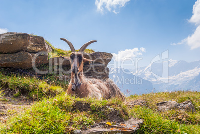 goat on top of a steep rocky slope. Grindelwald, Switzerland