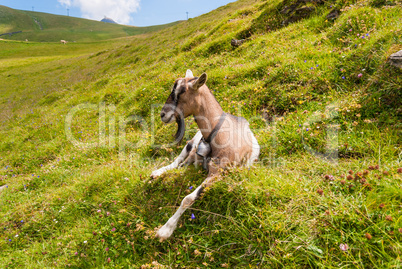 goat on a steep grassy slope. Grindelwald, Switzerland