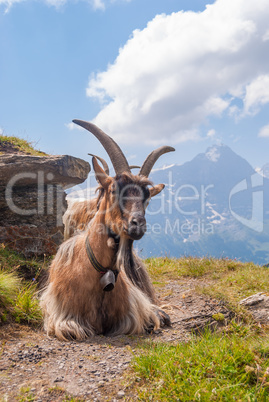 goat on top of a steep rocky slope. Grindelwald, Switzerland