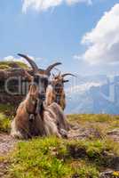 goat on top of a steep rocky slope. Grindelwald, Switzerland