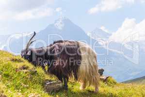 goat on top of a steep rocky slope. Grindelwald, Switzerland