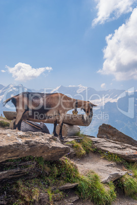 goat on top of a steep rocky slope. Grindelwald, Switzerland