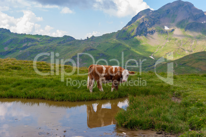 Cows grazing on meadow with mountains in the background. Grindelwald, Bernese Alps, Switzerland Europe