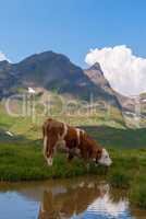 Cows grazing on meadow with mountains in the background. Grindelwald, Bernese Alps, Switzerland Europe